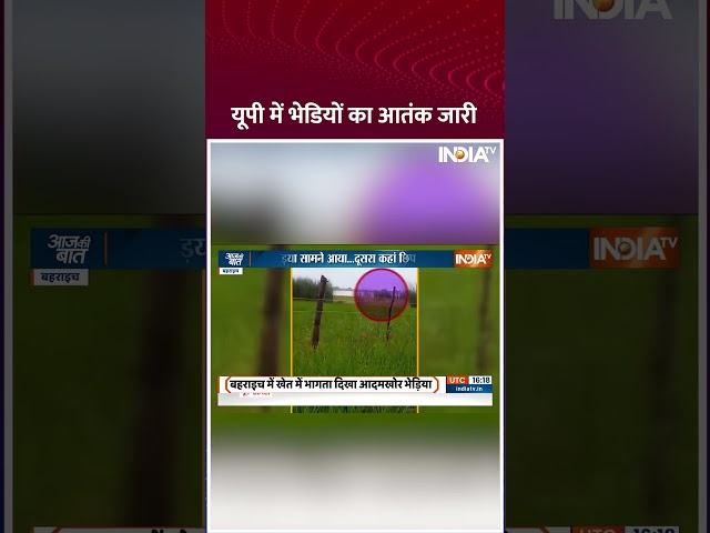 ⁣यूपी के #bahraich में भेड़ियों का वीडियों आया सामने #wolf #upnews #shorts #wolfterror #wolfattack