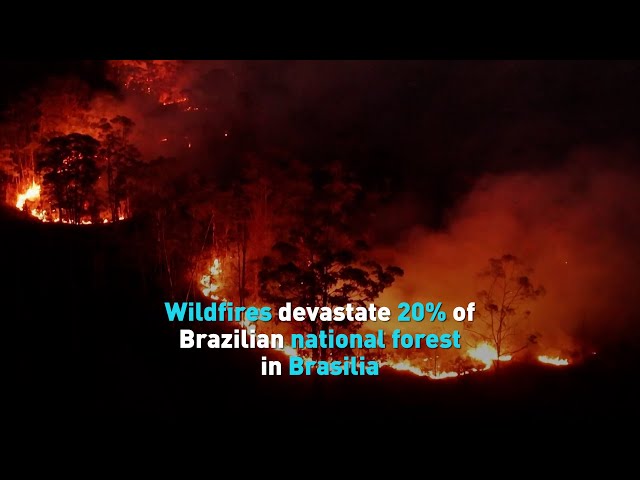 ⁣Wildfires devastate 20% of Brazilian national forest in Brasilia