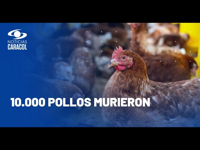 ⁣Animales muriendo y alimentos perdidos: afectaciones del paro camionero en las carreteras