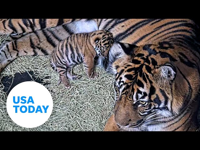 ⁣San Diego Zoo welcomes newborn Sumatran tiger cub | USA TODAY