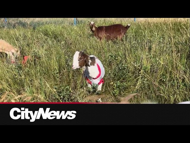 ⁣Calgary's Nose Hill park welcomes 800 goats for grazing program