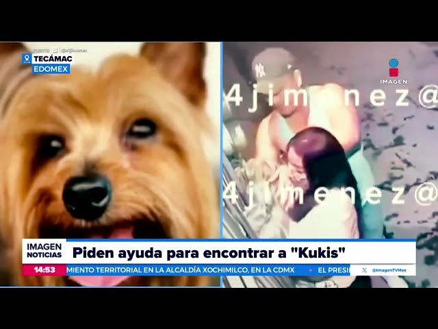 ⁣VIDEO: Pareja roba a perrito de su propia casa | Noticias con Crystal Mendivil