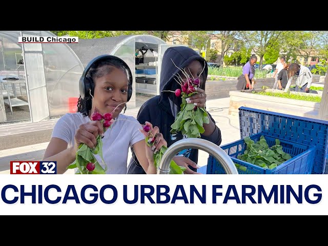 ⁣Chicago urban farming: Youth learn to grow food and give back