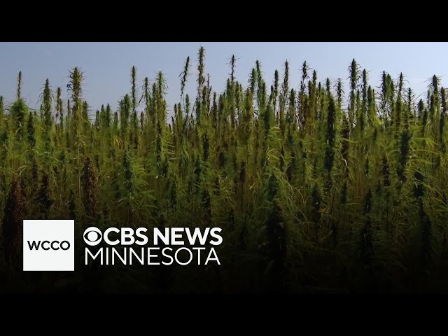 ⁣Lower Sioux Indian Community aiming to grow "hempcrete" business