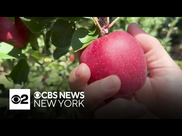 ⁣Apple-picking season is upon us in the Tri-State Area