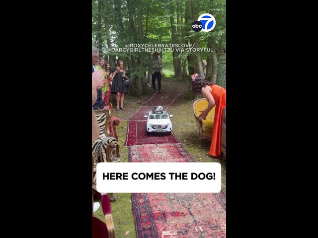 ⁣Dog arrives in style at parents’ wedding