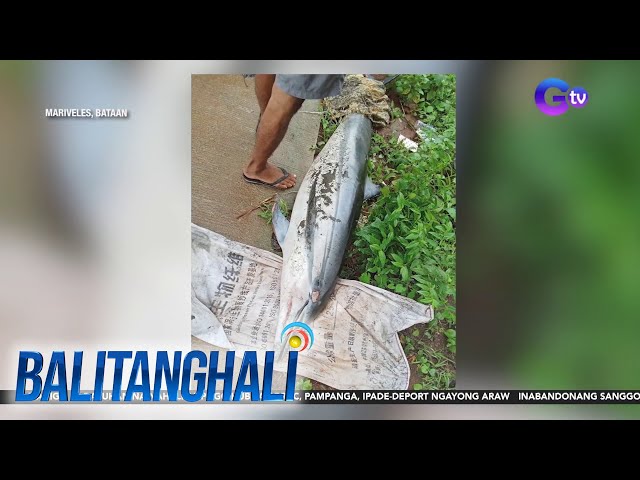 ⁣2 patay na dolphin, natagpuan sa dalampasigan sa kasagsagan ng Bagyong #EntengPH | Balitanghali