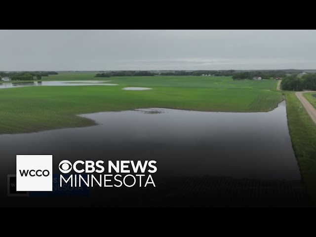 ⁣With harvest season approaching, Minnesota farmers lament summer flooding