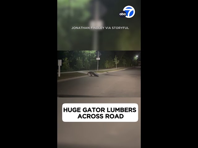 ⁣Massive alligator spotted crossing the road