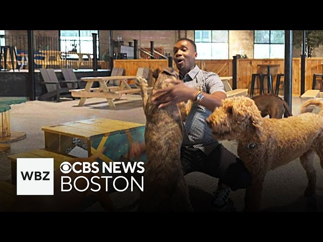 What it's like to work at a Massachusetts dog bar