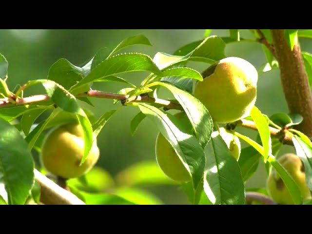 ⁣Almond or peach? Unexpected harvest sparks debate in New Brunswick