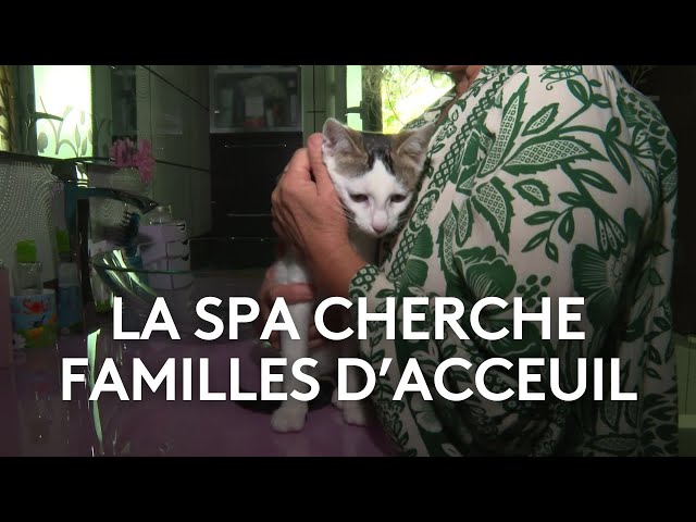 La SPA cherche familles d'accueil pour chats et chiens