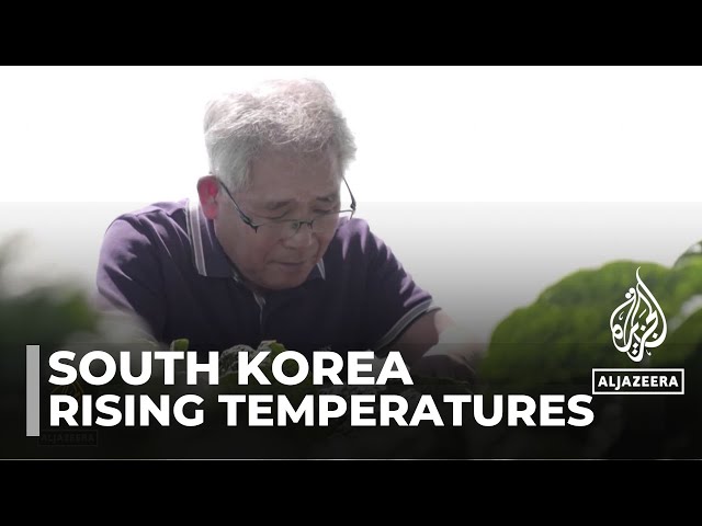 ⁣South Korea’s hottest summer: Cabbage farmers struggle with extreme temperatures