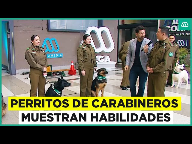 Perritos de carabineros muestran habilidades previo a parada militar 2025