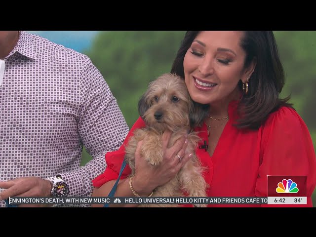 ⁣Clear the Shelters: Betsy is looking for a home