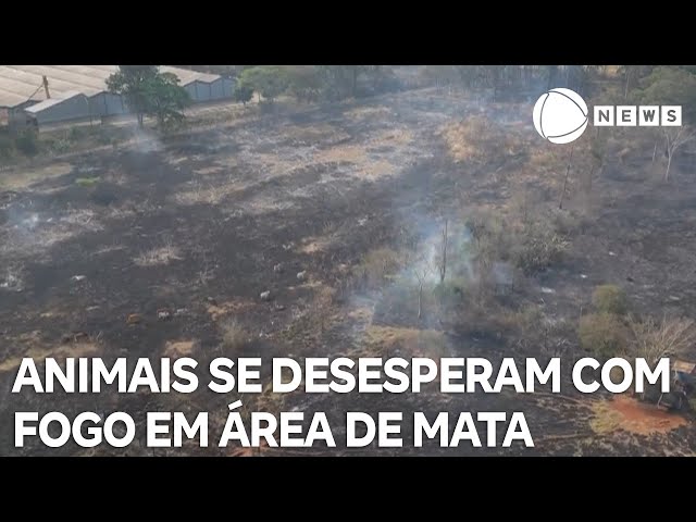 Animais ficam cercados por fogo em área de mata em Londrina, no Paraná