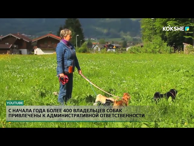 ⁣С начала года более 400 владельцев собак привлечены к административной ответственности