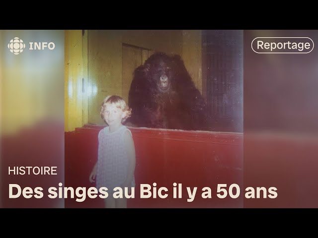 ⁣Le Paradis des singes, un pan sombre de l’histoire du Bic