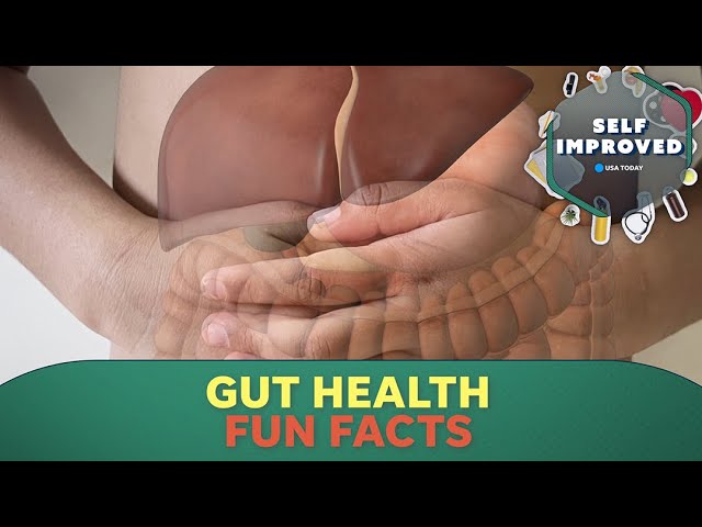 An expert explains why the gut is an important part of the human body | SELF IMPROVED