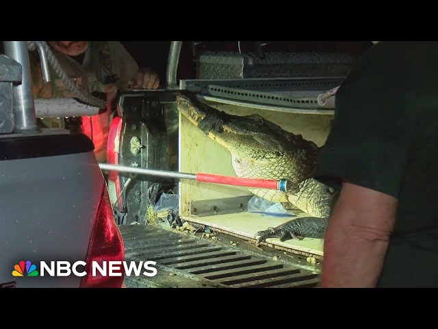 ⁣Florida woman survives alligator attack