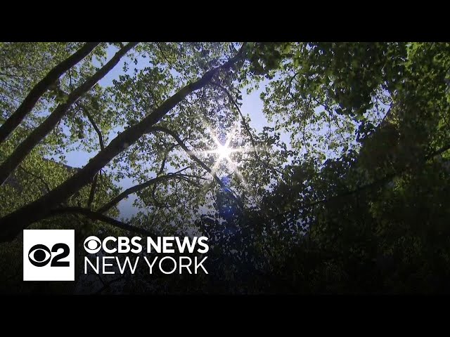 Study finds some trees may have unexpected effects on NYC's air