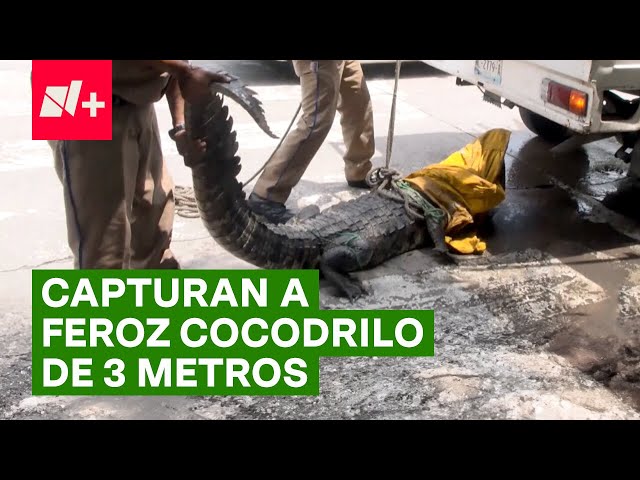 Bomberos capturan a cocodrilo de 3 metros que se salió de la Laguna del Carpintero - N+