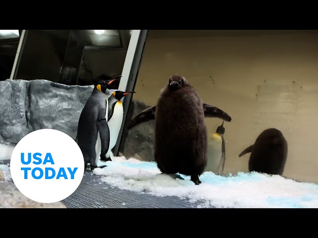 ⁣Massive king penguin at Melbourne Aquarium gets gender reveal | USA TODAY