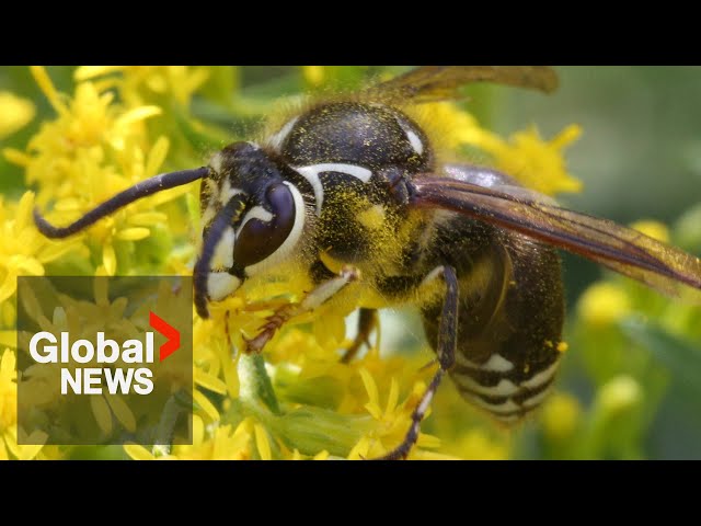 ⁣Alberta’s wasp boom creating a seasonal influx in ER admissions