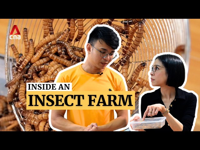 ⁣Exploring an insect farm in Singapore