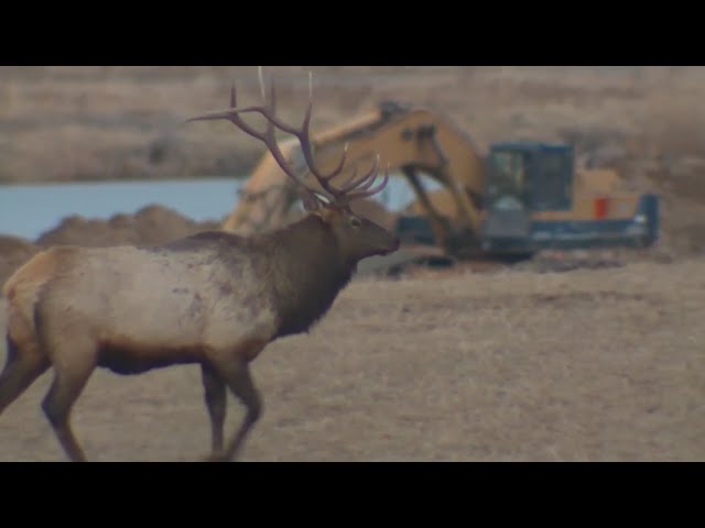 Elk rut closures begin at Rocky Mountain National Park