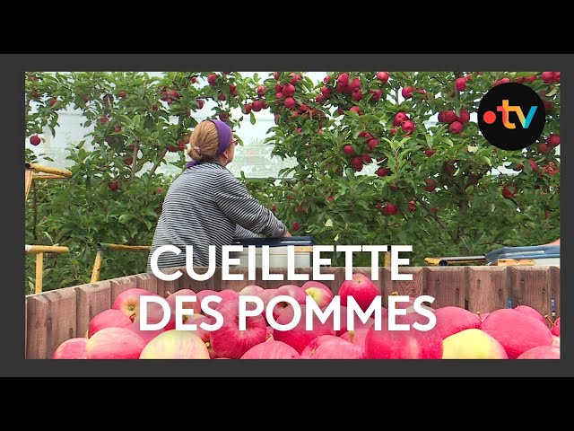 Récolte des pommes à Charroux