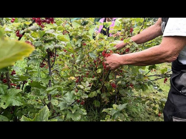 ⁣« Vin » de groseille : moins de nectar à cause du mauvais temps