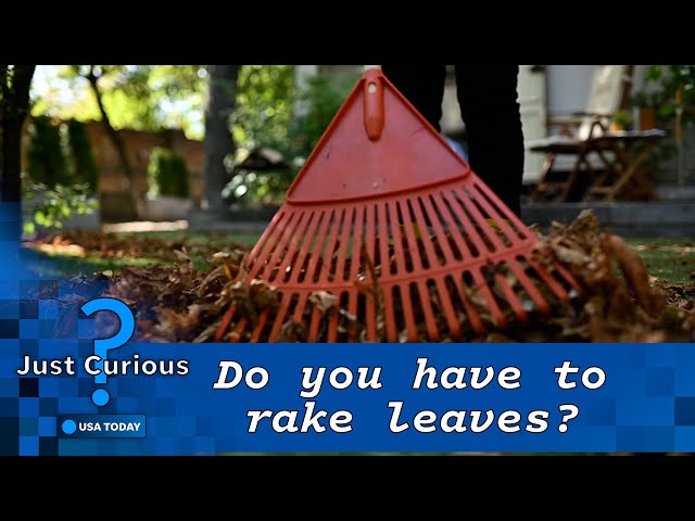 ⁣Here’s why you should ditch the rake and leave the leaves | JUST CURIOUS