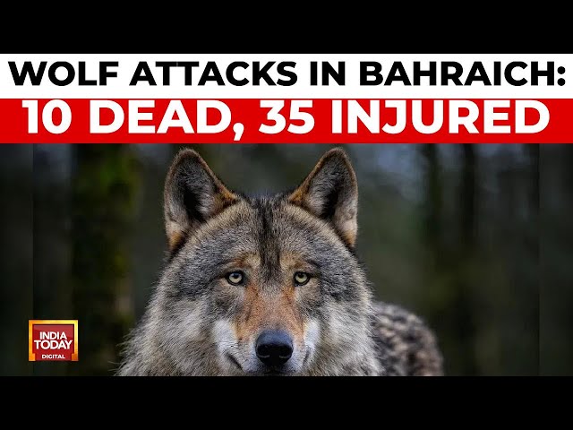 ⁣Wolf Attacks in UP's Bahraich Leave 10 Dead, 35 Injured | India Today