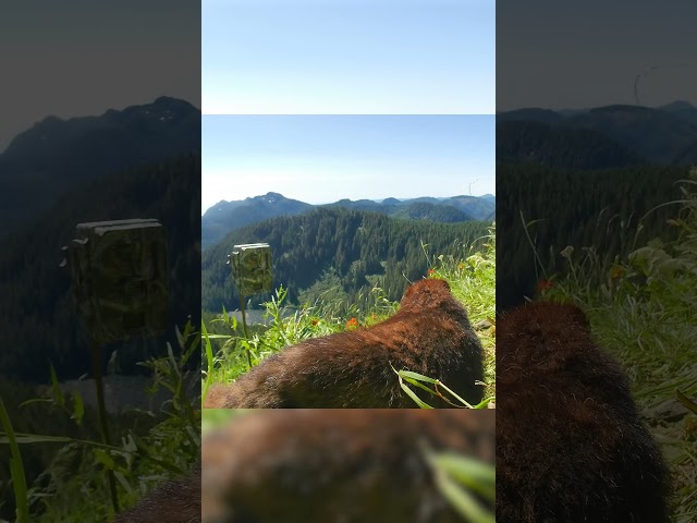 ⁣Watch this endangered marmot play with a wildlife camera