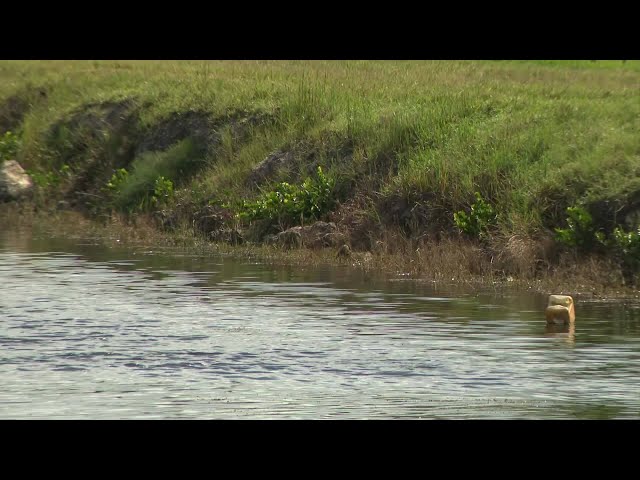 ⁣Body of man found in Sunrise canal