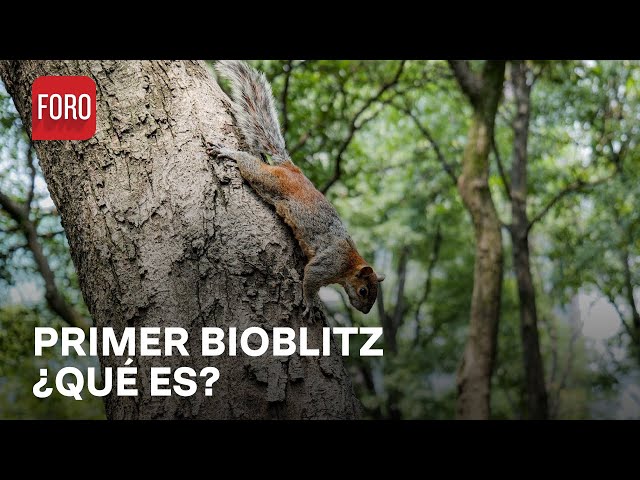 ⁣Realizan el primer BioBlitz en el Bosque de Chapultepec - Las Noticias