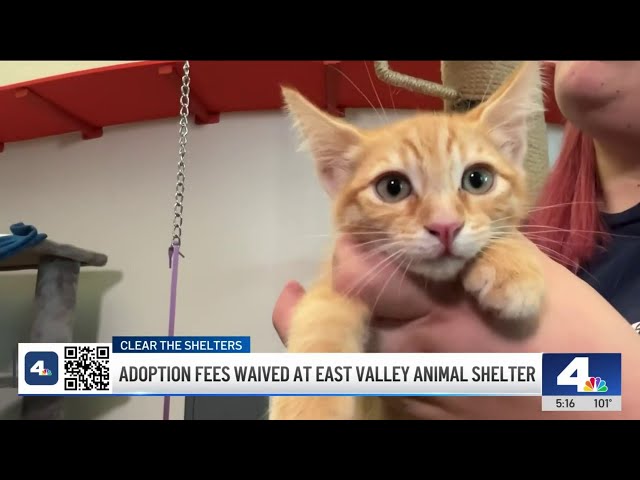 ⁣Thousands of of furry friends still looking for a forever home in LA County