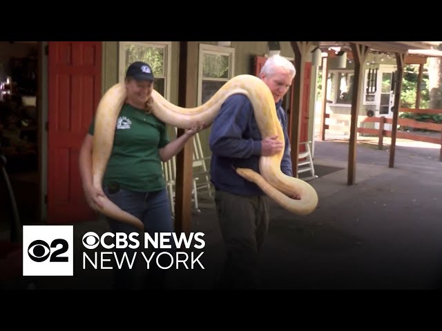 ⁣13-foot python finds new home at Upstate New York zoo