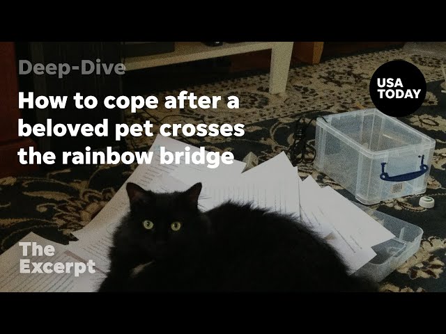 ⁣How to cope after a beloved pet crosses the rainbow bridge | The Excerpt