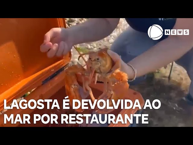 ⁣Lagosta raríssima é devolvida ao mar por restaurante