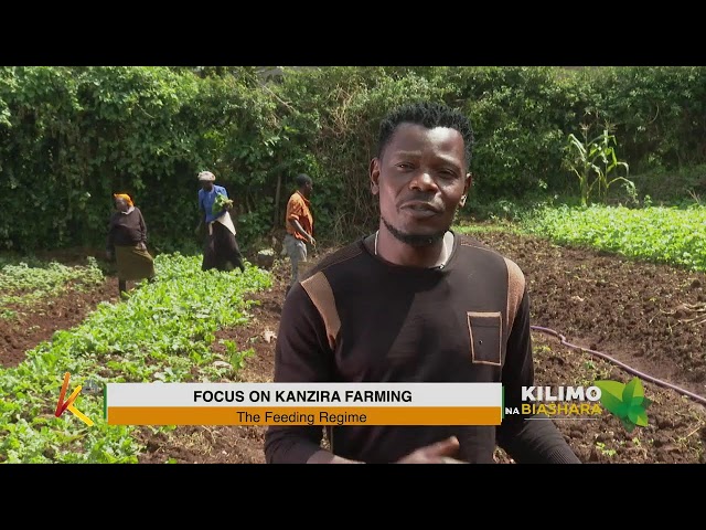 ⁣K24 TV LIVE | FOCUS ON KANZIRA FARMING. #kilimonabiashara