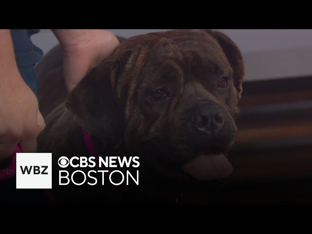 ⁣"Gentle giant" among dogs up for adoption through Massachusetts shelter