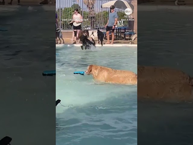 ⁣Dogs enjoy pool day before seasonal shutdown