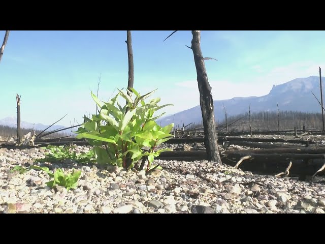 ⁣Parts of Jasper National Park growing back after devastating wildfire