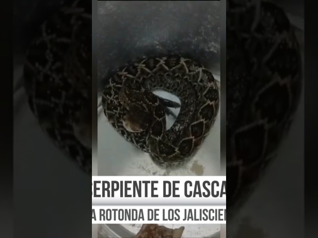 ⁣Aseguran a una serpiente de cascabel en Guadalajara | Shorts | Noticias GDL