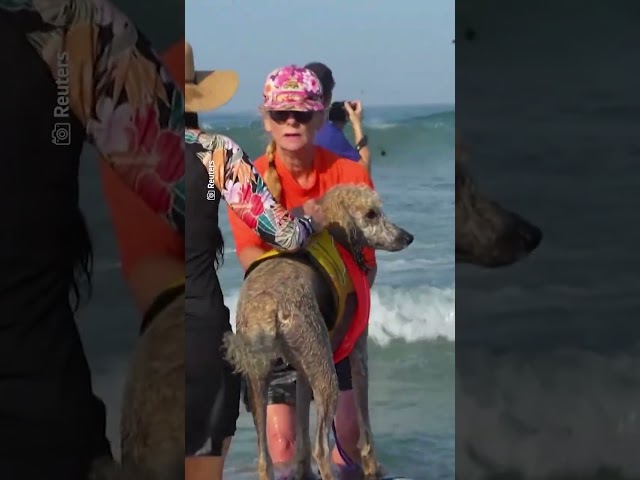 Video muestra perritos surfeando en la playa de San Diego