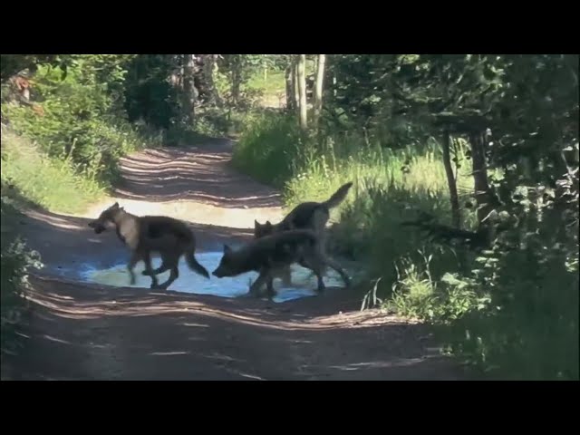 ⁣Wolf pack in Grand County rounded up and relocated