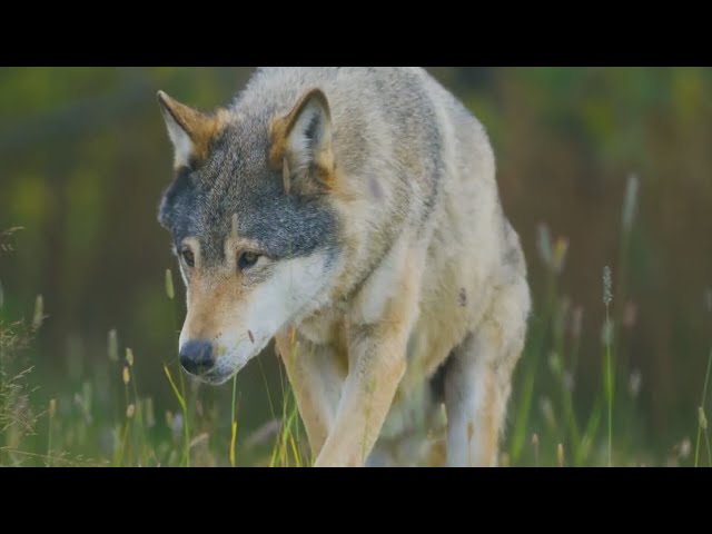 ⁣Wolf pack in Grand County rounded up and relocated