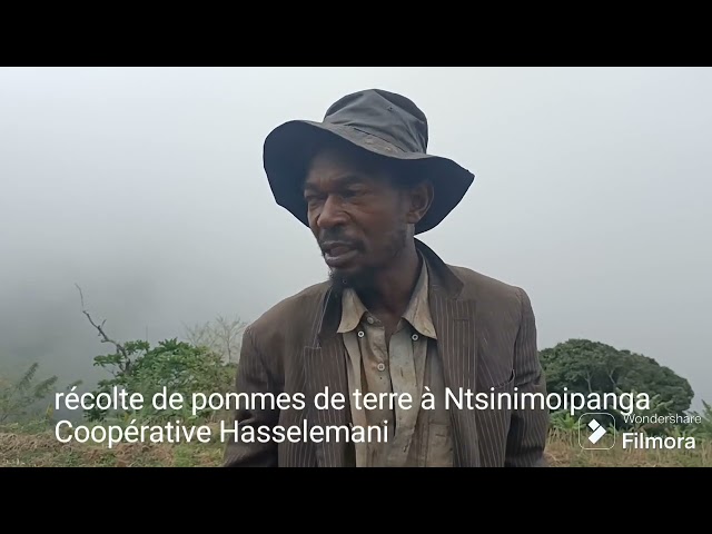 ⁣Récolte de pommes de terre à Ntsinimoipanga. Coopérative Hasselemani